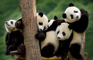 Tour Cửu Trại Câu – Thành Đô 5N4Đ