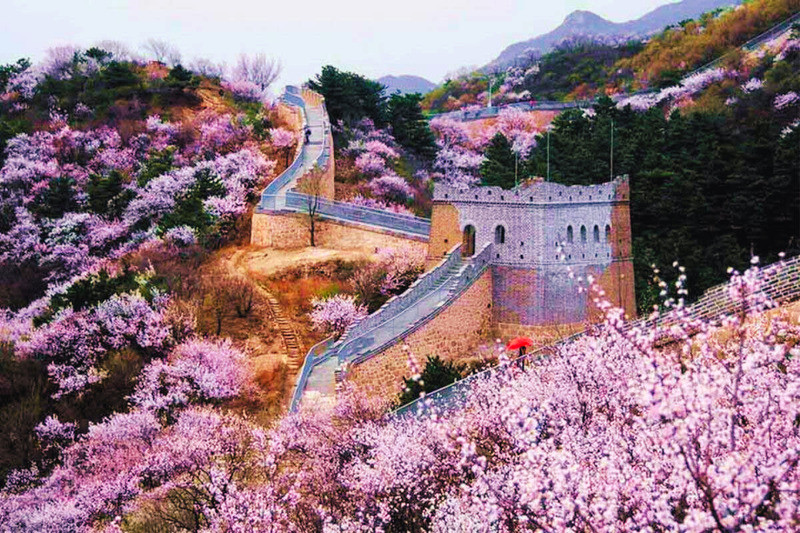 BẮC KINH MONO – NGẮM HOA ANH ĐÀO