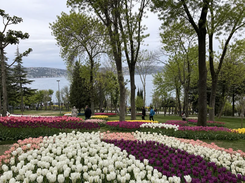 Hoa tulip mùa xuân tại Istanbul bên eo biển Bosphorus