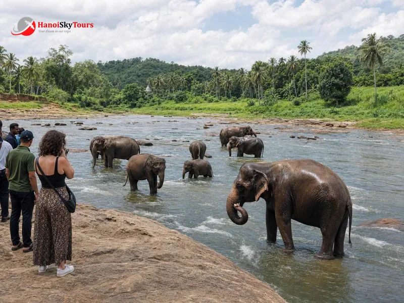 Đàn voi tại Pinnawala Sri Lanka