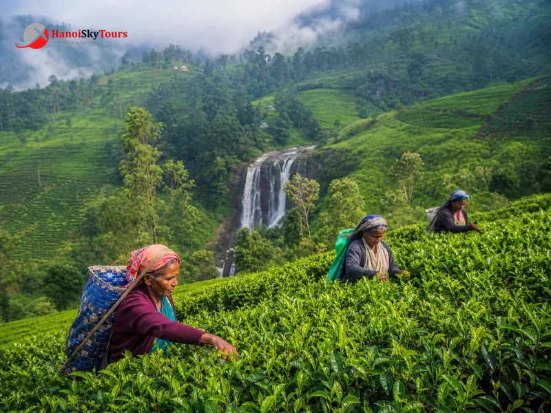 Đồi chè Ceylon và thác Ramboda tại Nuwara Eliya