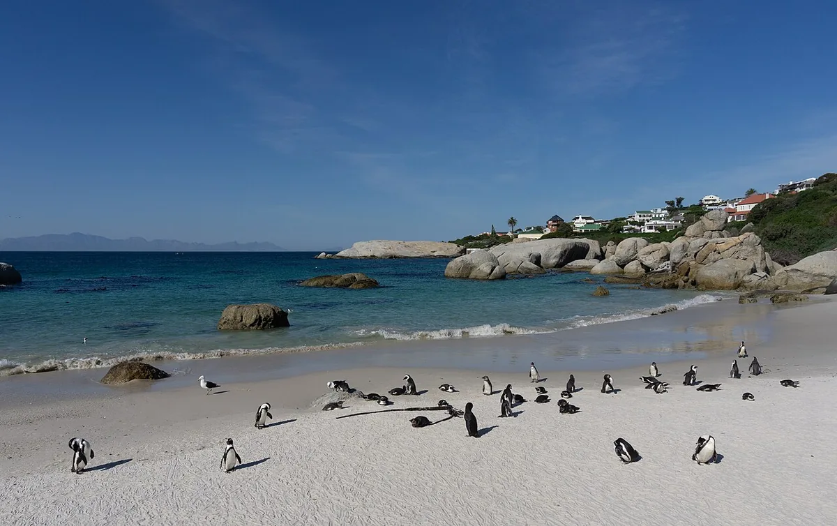 Bãi biển chim cánh cụt Boulders Beach Cape Town Nam Phi