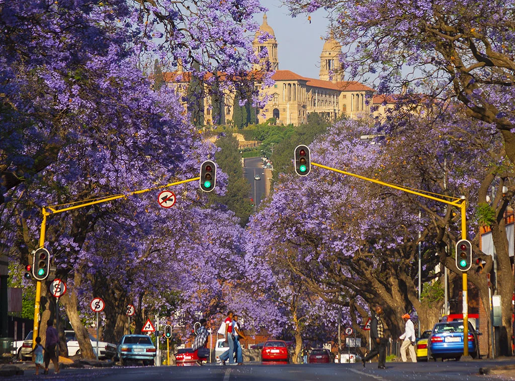Đại lộ hoa phượng tím Jacaranda rực rỡ hướng tầm nhìn về Tòa nhà Liên bang Union Buildings Pretoria Nam Phi
