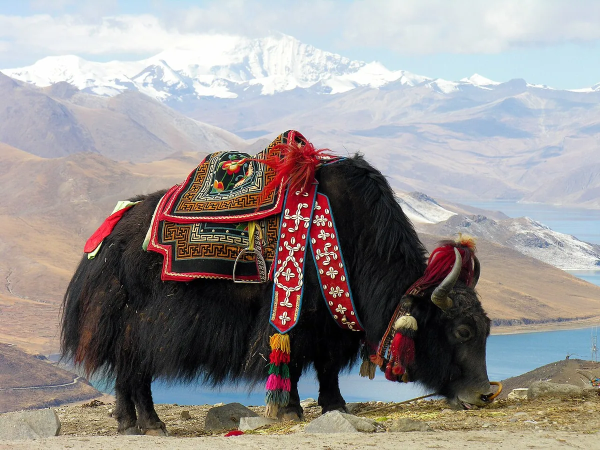 Hồ thiêng Yamdrok xanh ngọc bích soi bóng dãy Himalaya