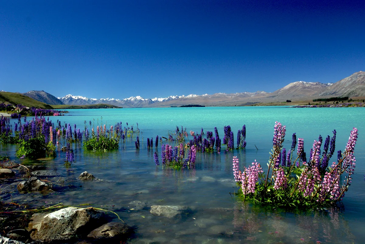 Mùa hoa Lupin rực rỡ sắc màu bừng nở bên bờ hồ Tekapo xanh biếc New Zealand