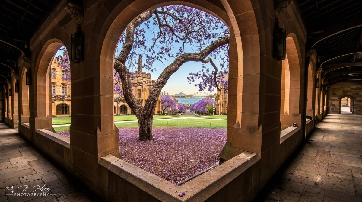 Mùa hoa phượng tím Jacaranda nở rực rỡ tại Sydney hướng ra vịnh cảng và Opera House