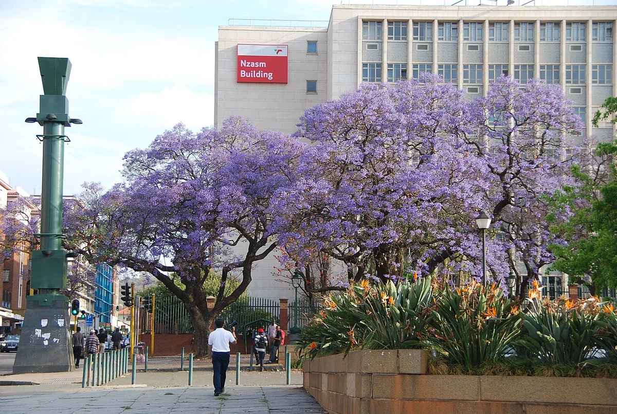 Góc phố cổ ngập tràn sắc tím hoa Jacaranda tại thủ đô Pretoria Nam Phi