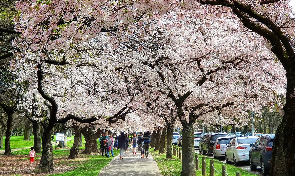 Mùa hoa anh đào nở rộ soi bóng bên dòng sông Avon tại Hagley Park thành phố Christchurch New Zealand