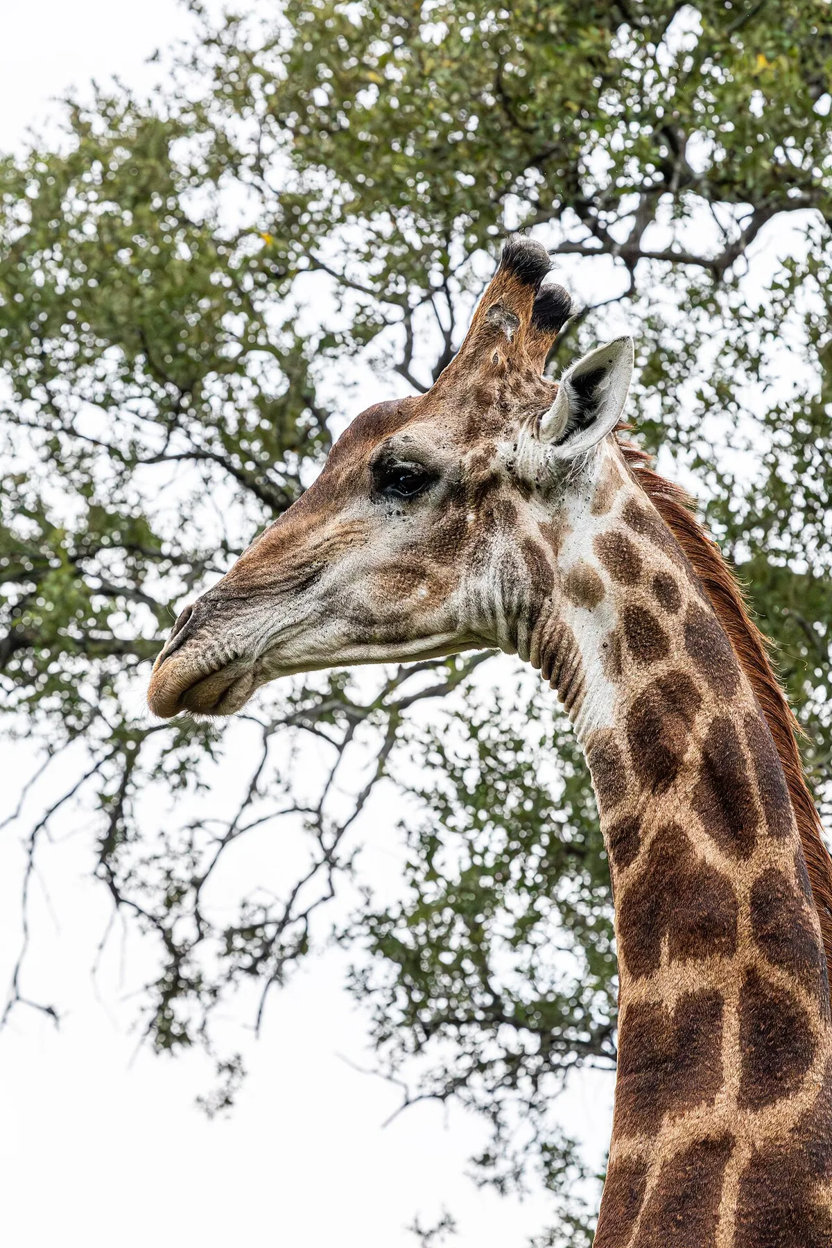 Game Drive Safari săn Big Five tại Nam Phi