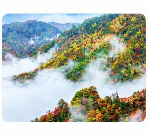 Rừng Thần Nông Giá mùa thu rực rỡ sắc lá vàng đỏ