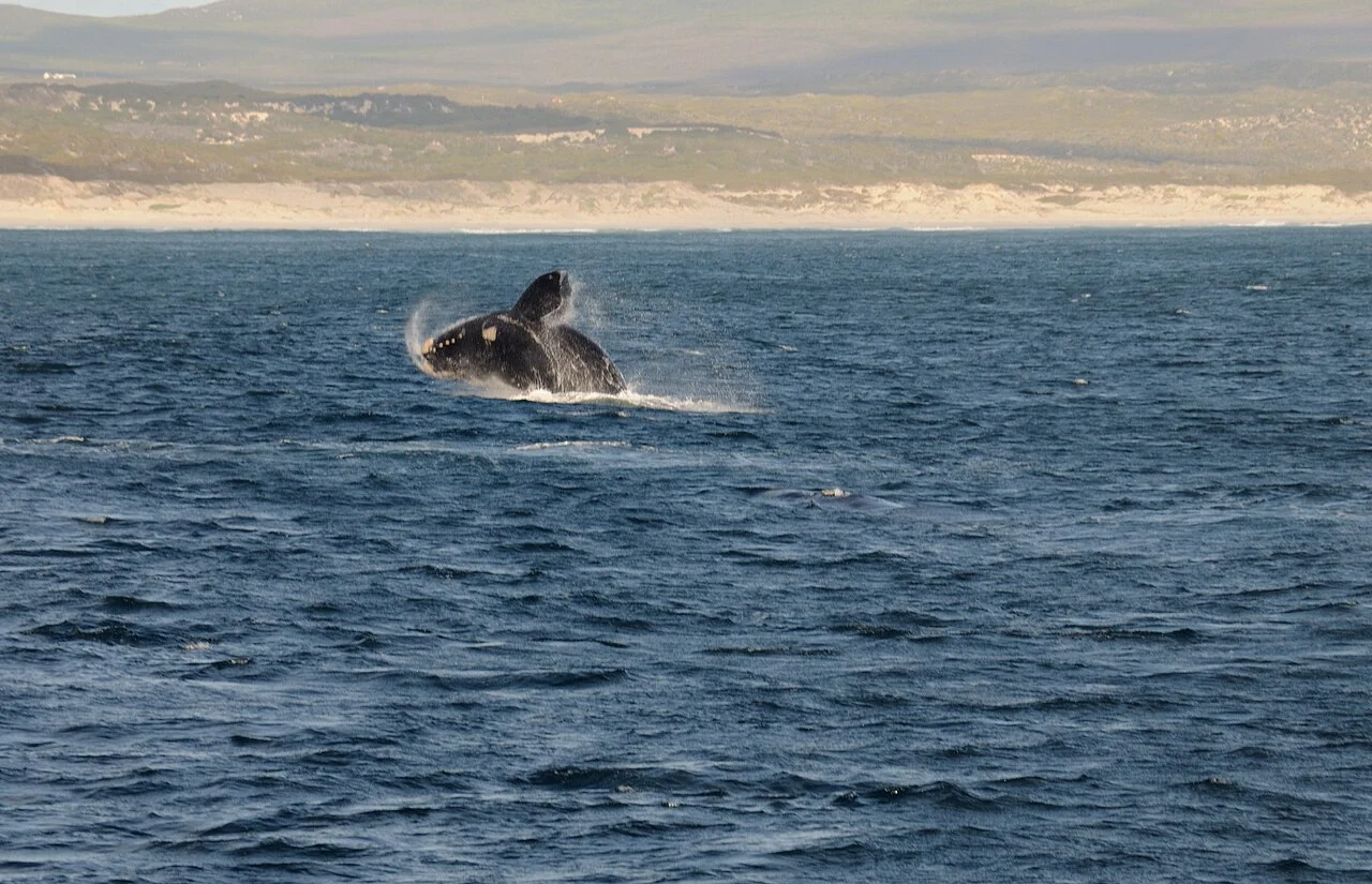Khoảnh khắc ngoạn mục cá voi đầu bò phương Nam Southern Right Whale nặng hơn 60 tấn nhảy tung mình trên mặt nước vịnh Hermanus Nam Phi