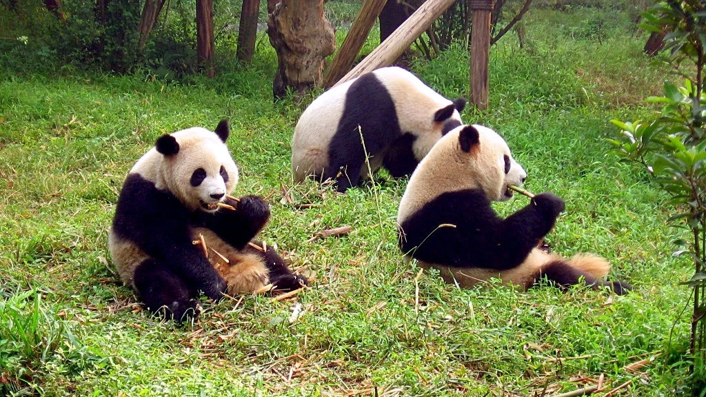 Các chú gấu trúc con tinh nghịch leo trèo và vui đùa tại khu bán hoang dã Chengdu Panda Base