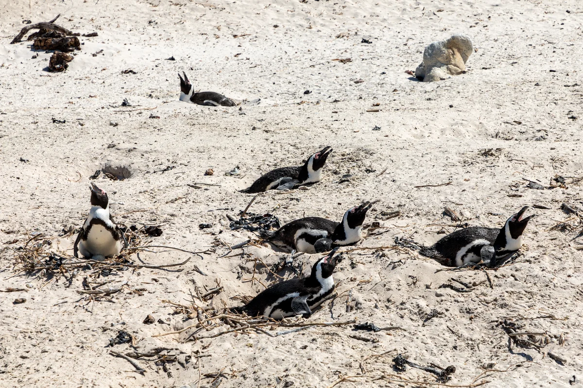 Đàn chim cánh cụt châu Phi ngộ nghĩnh trên bãi cát trắng Boulders Beach Cape Town