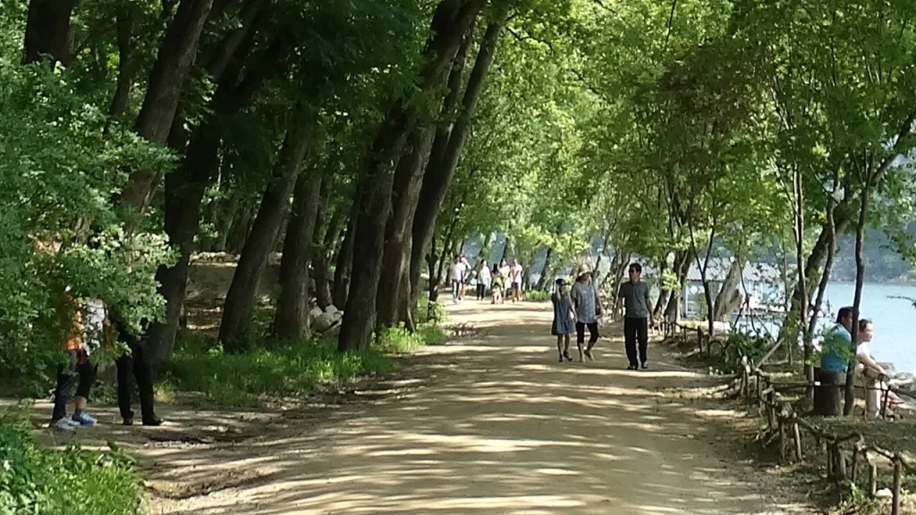 Hàng cây thủy sam cao vút thẳng tắp tạo thành vòm lá xanh mướt hai bên lối đi dạo trên đảo Nami