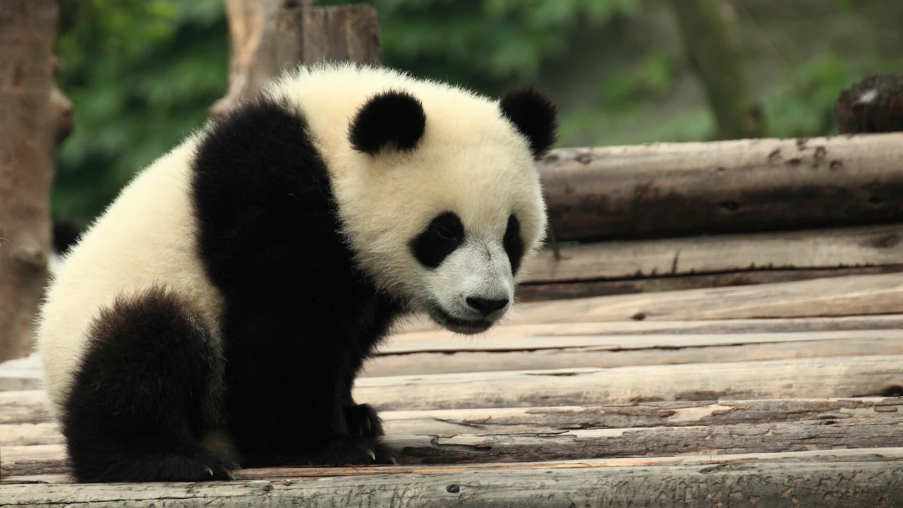 Gấu trúc lớn Giant Panda đang ăn măng tre tươi tại Cơ sở bảo tồn gấu trúc Thành Đô Tứ Xuyên