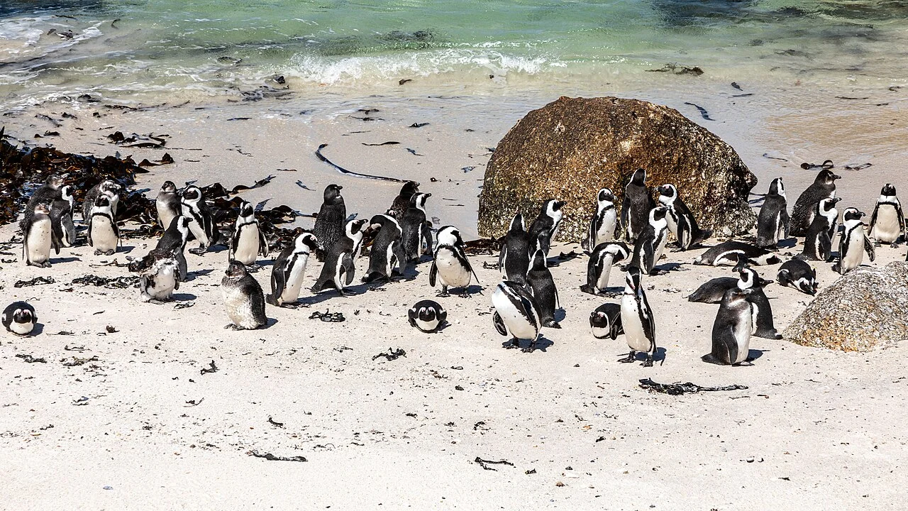 Bờ biển Boulders Beach vịnh False Bay nổi tiếng với làn nước trong vắt và các khối đá hoa cương granite khổng lồ hình thành từ hàng triệu năm