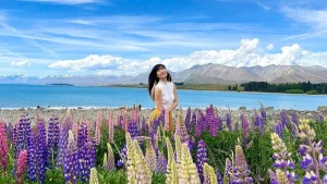 Du khách check-in giữa cánh đồng hoa Lupin rực rỡ sắc tím bên bờ hồ Tekapo xanh biếc New Zealand