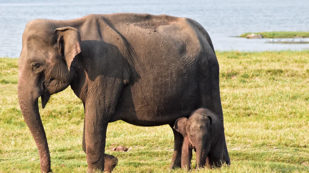 Trải nghiệm safari Sri Lanka so sánh Minneriya Yala và Udawalawe