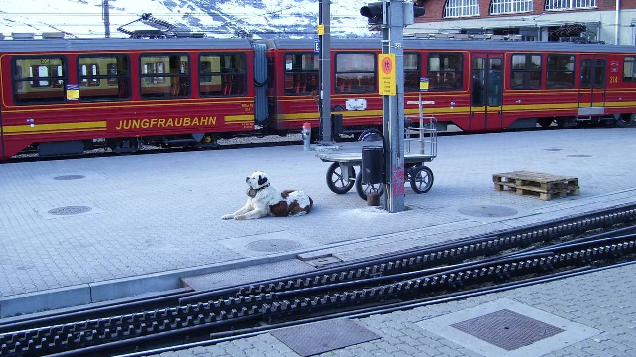 Đoàn tàu hỏa bánh răng màu đỏ rực rỡ Jungfrau Railway chạy giữa thung lũng tuyết trắng dưới chân vách núi Eiger