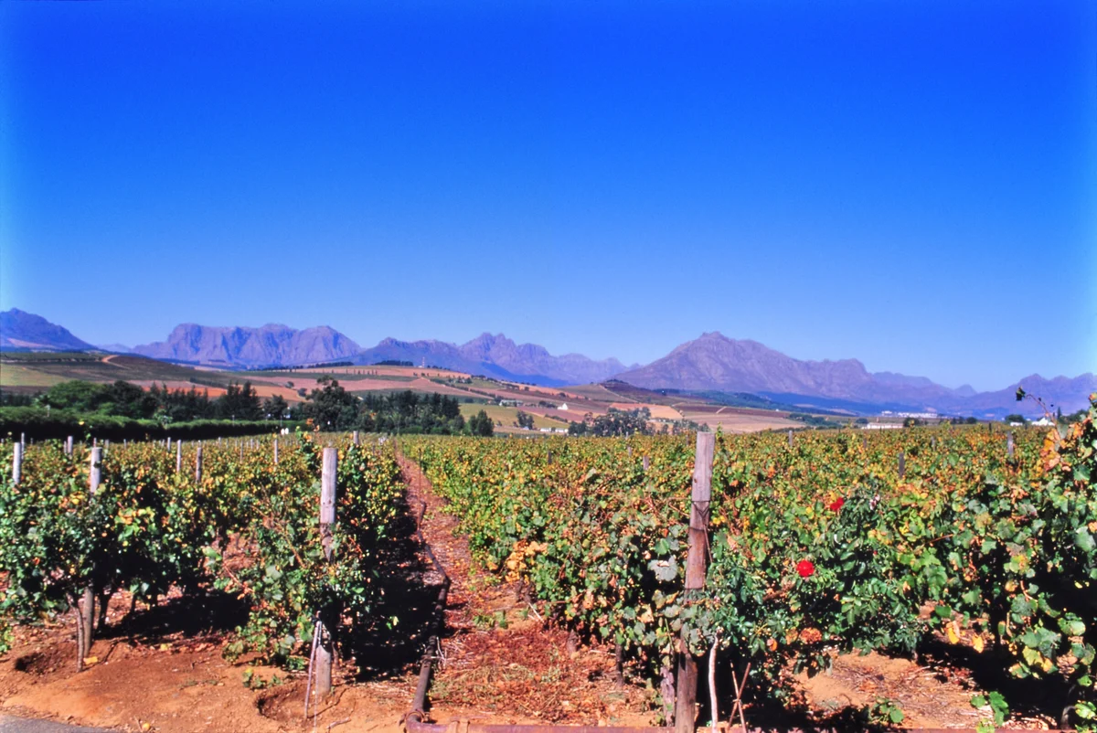 Thung lũng vườn nho bạt ngàn thơ mộng dưới chân dãy núi sa thạch Stellenbosch Nam Phi