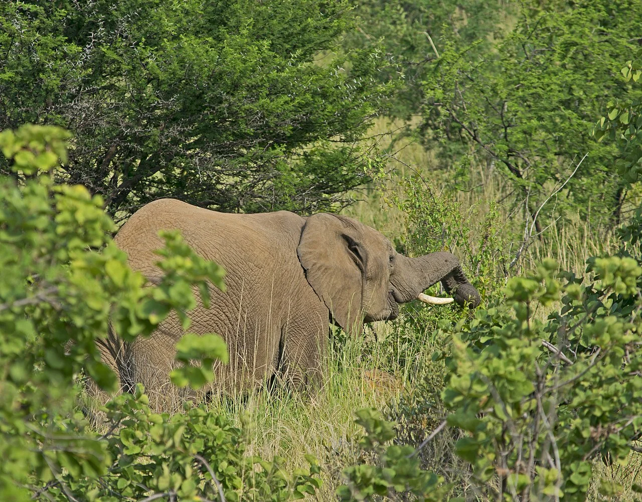 Khoảnh khắc voi châu Phi khổng lồ sải bước dũng mãnh ngay cạnh cung đường Game Drive tại Vườn quốc gia Pilanesberg Nam Phi