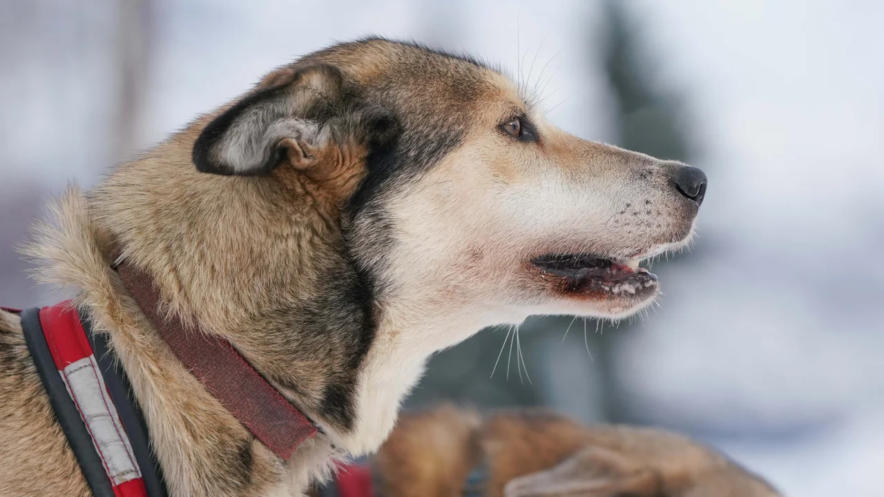 Đoàn chó tuyết Siberian Husky dũng mãnh kéo xe trượt tuyết trên bình nguyên băng giá Lapland